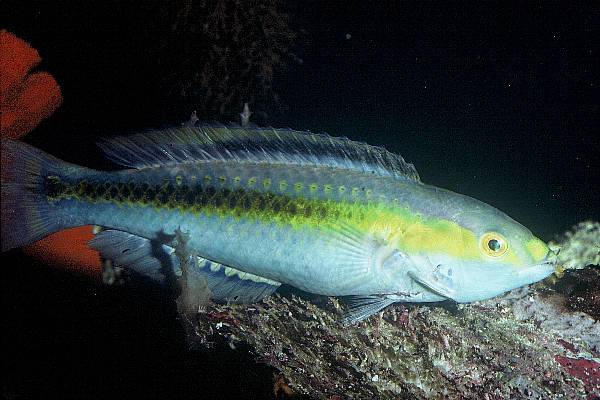 Pelicier's wrasse (Halichoeres pelicieri) — Labridae