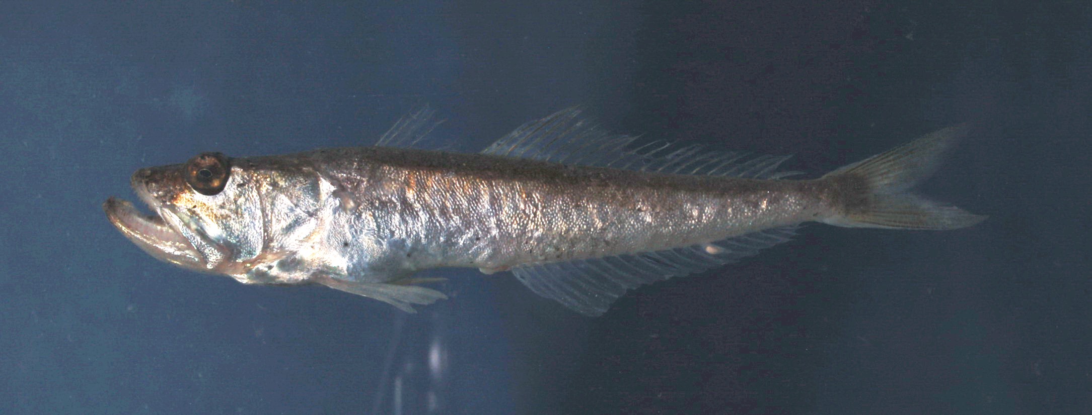 Gaper (Champsodon capensis) — Champsodontidae