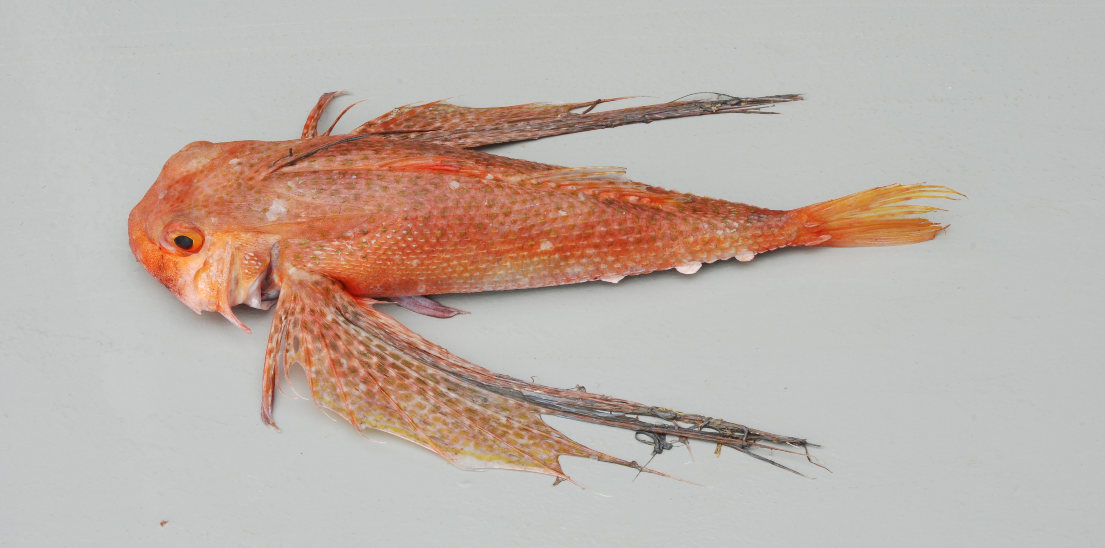 Flying gurnard (Dactyloptena peterseni) — Dactylopteridae — 2