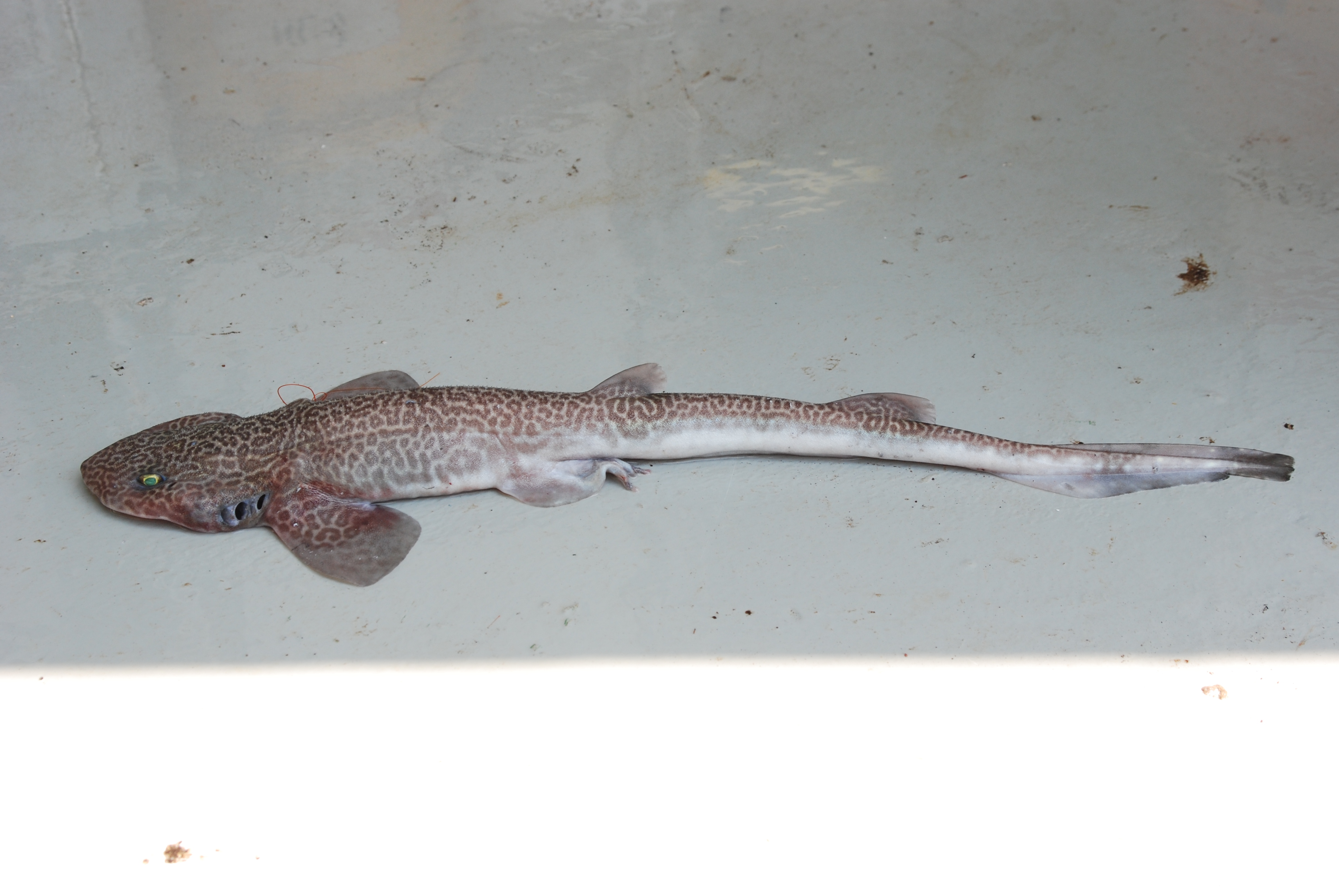 Izak (Holohalaelurus regani) — Scyliorhinidae