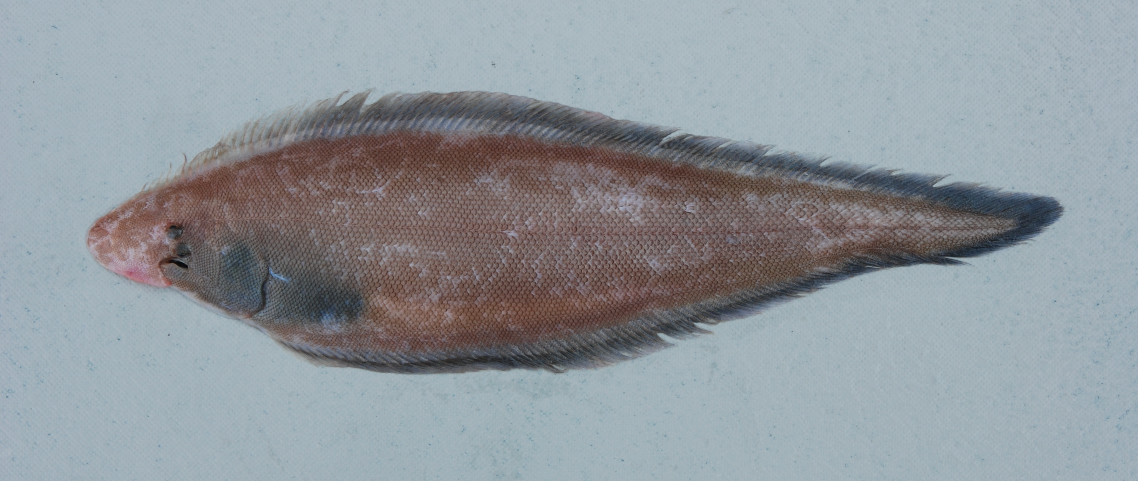 Marley's tonguesole (Cynoglossus marleyi) — Cynoglossidae