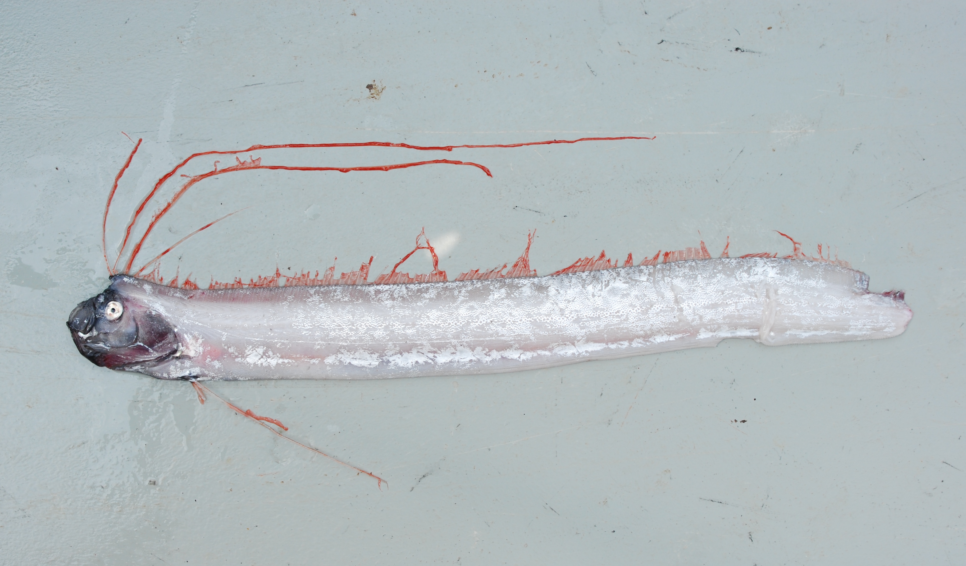 Russell's oarfish (Regalecus russelii) — Regalecidae