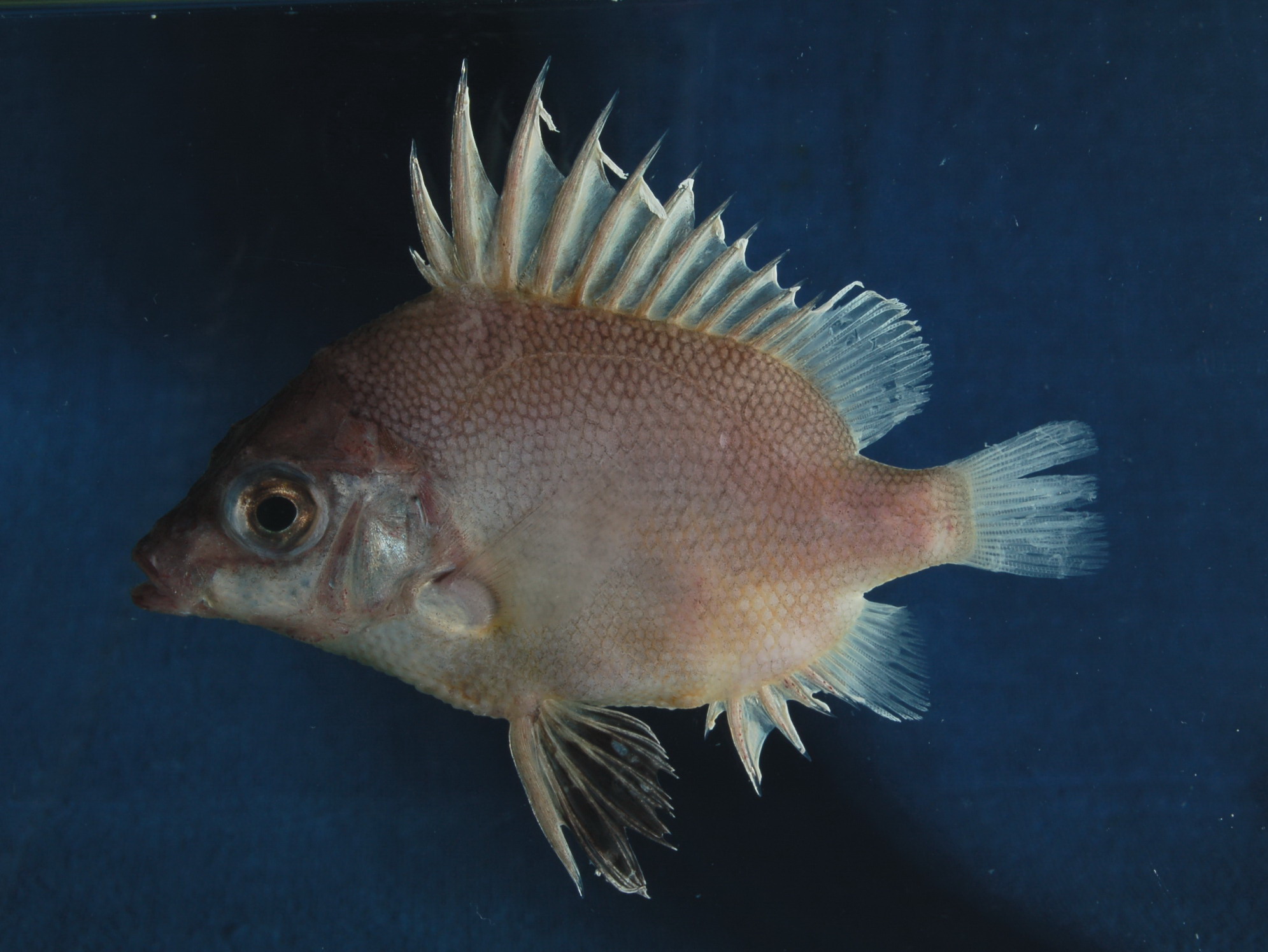 Kaapse pantserkop (Pentaceros capensis) — Pentacerotidae — 3