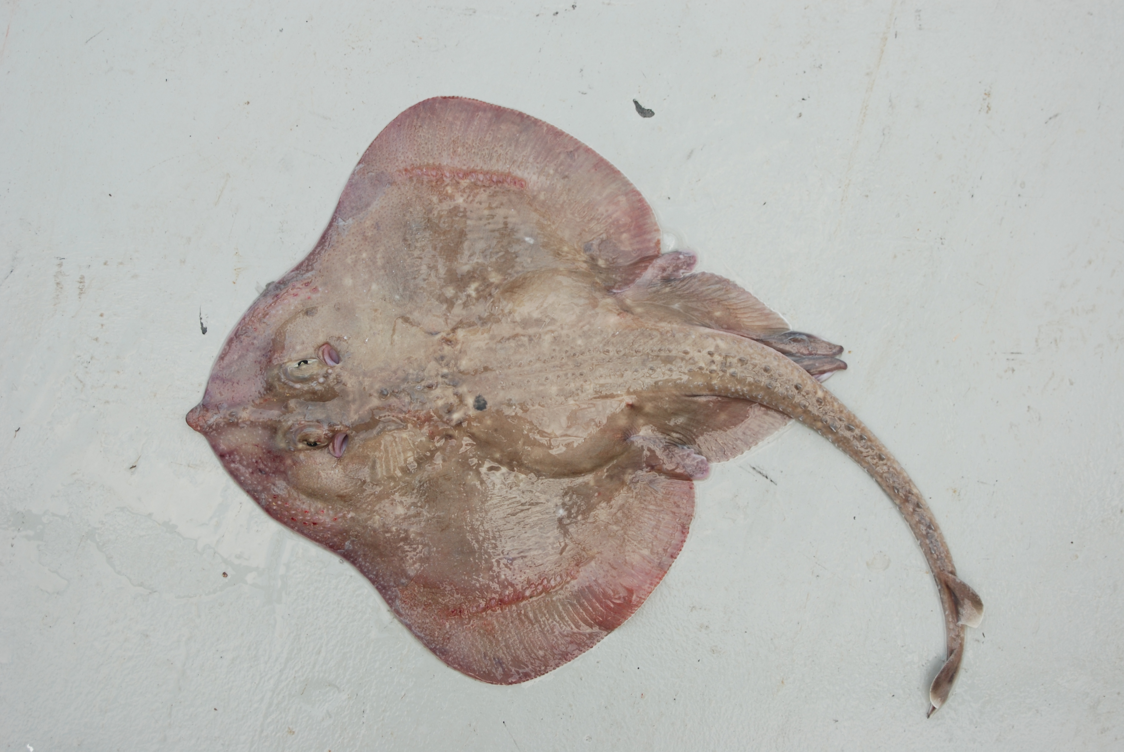 Wallaces rog (Leucoraja wallacei) — Rajidae — 2