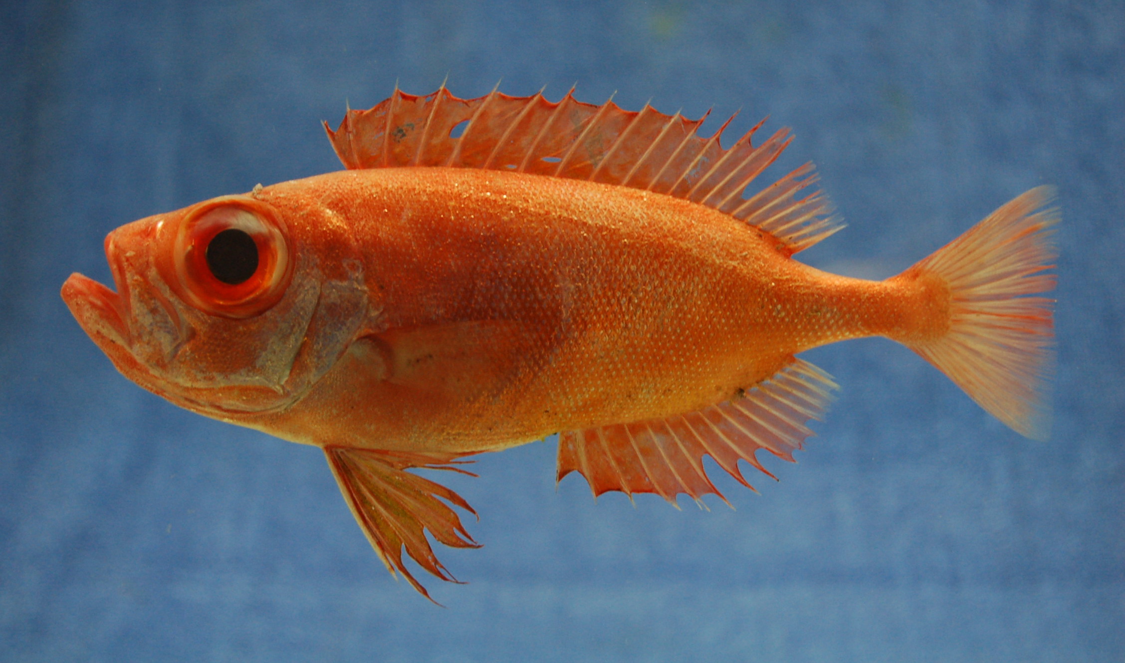Deepsea bigeye (Priacanthus fitchi) — Priacanthidae — 3