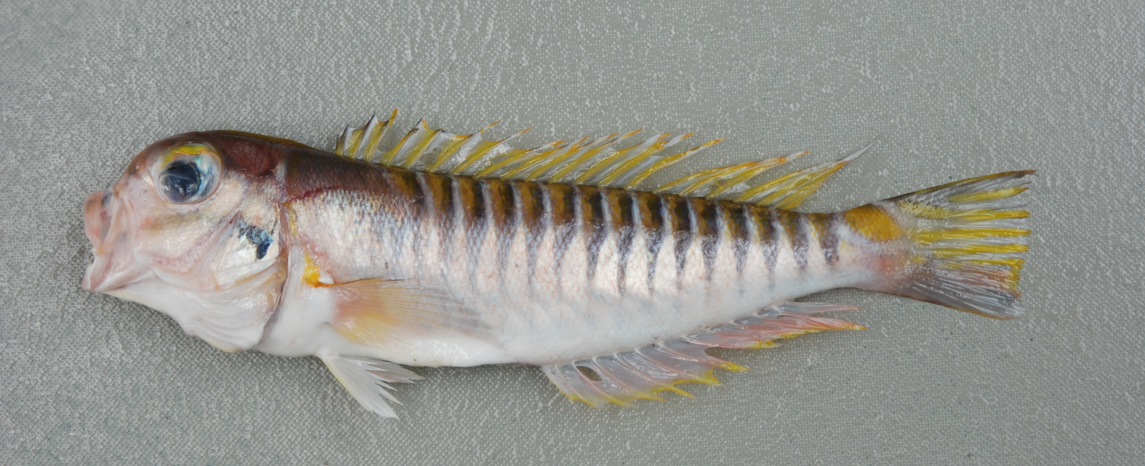 Barred tilefish (Branchiostegus doliatus) — Malacanthidae