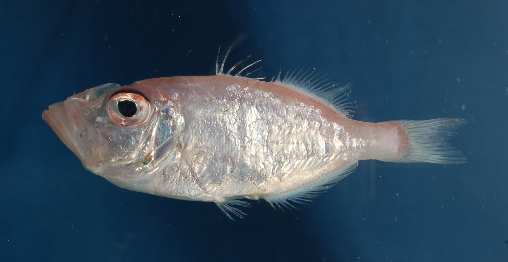 Parazen (Parazen pacificus) — Parazenidae — 2