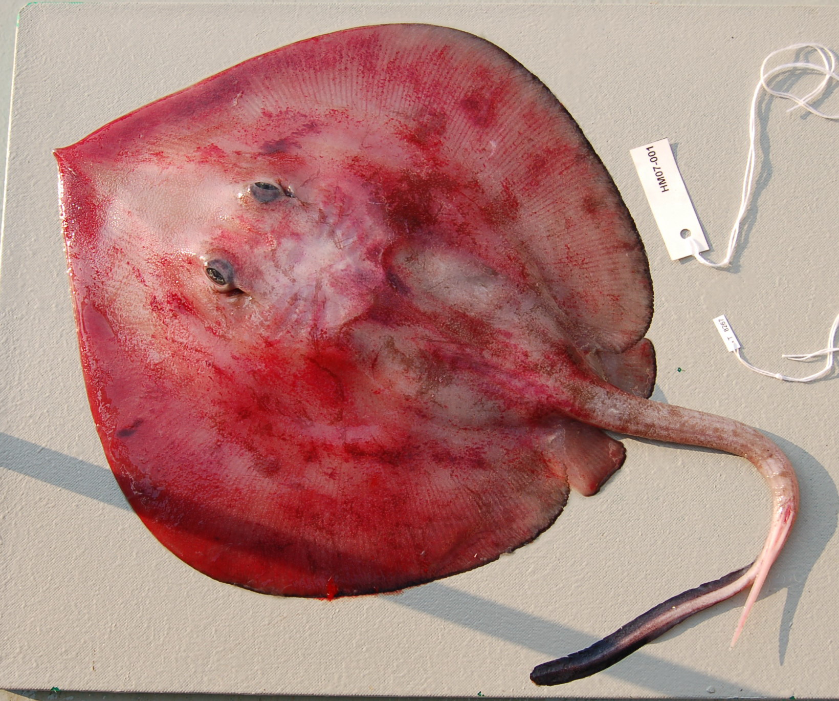 Davies' sting ray (Plesiobatis daviesi) — Plesiobatidae — 5