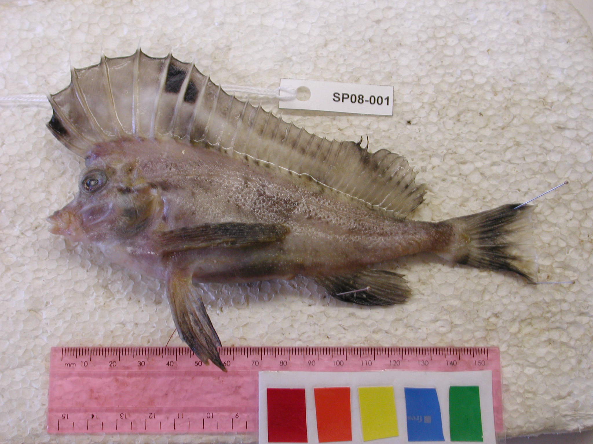 Stekel-varkensvis (Congiopodus spinifer) — Congiopodidae — 3