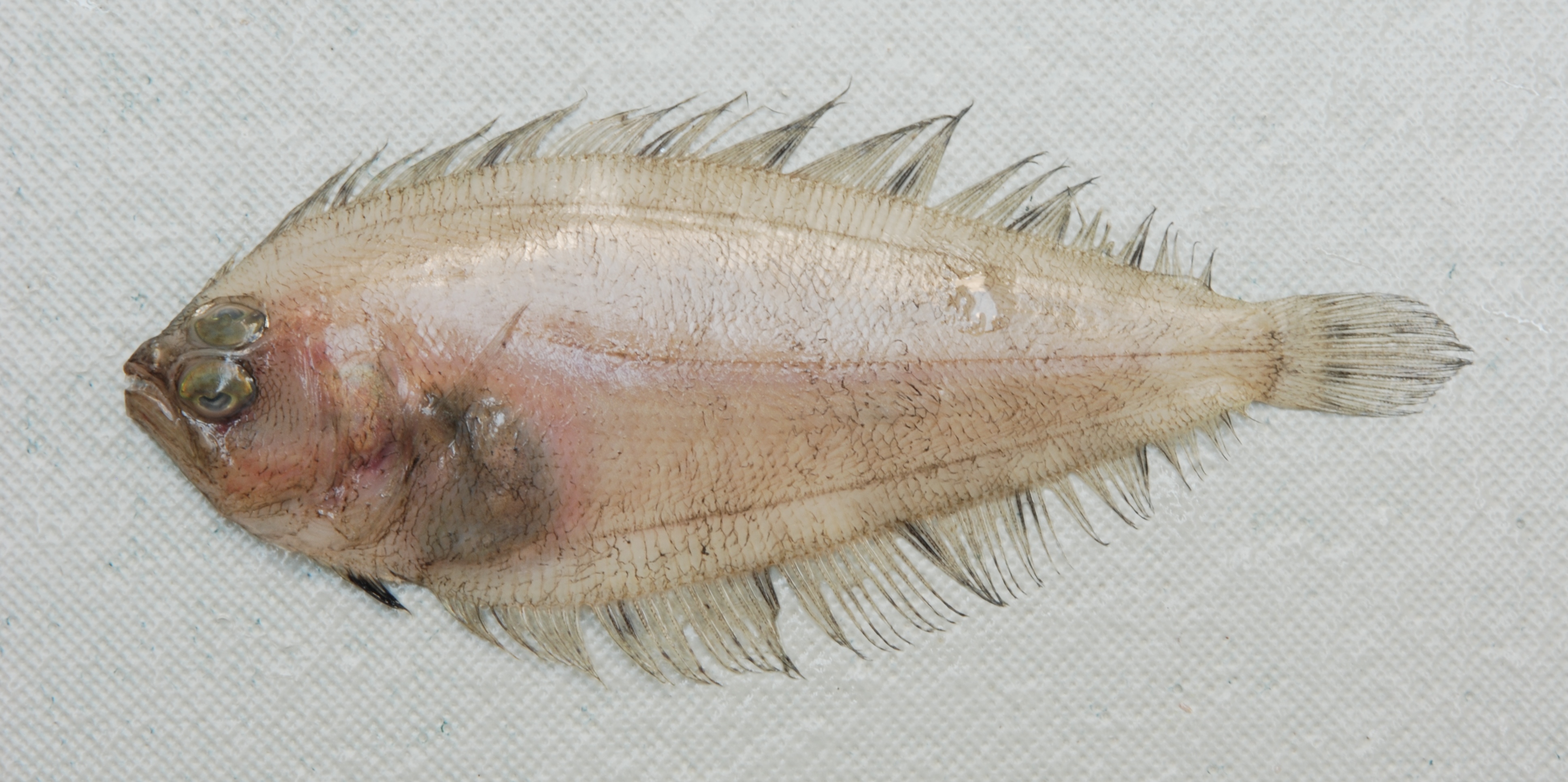 Dalgleish's flounder (Arnoglossus dalgleishi) — Bothidae