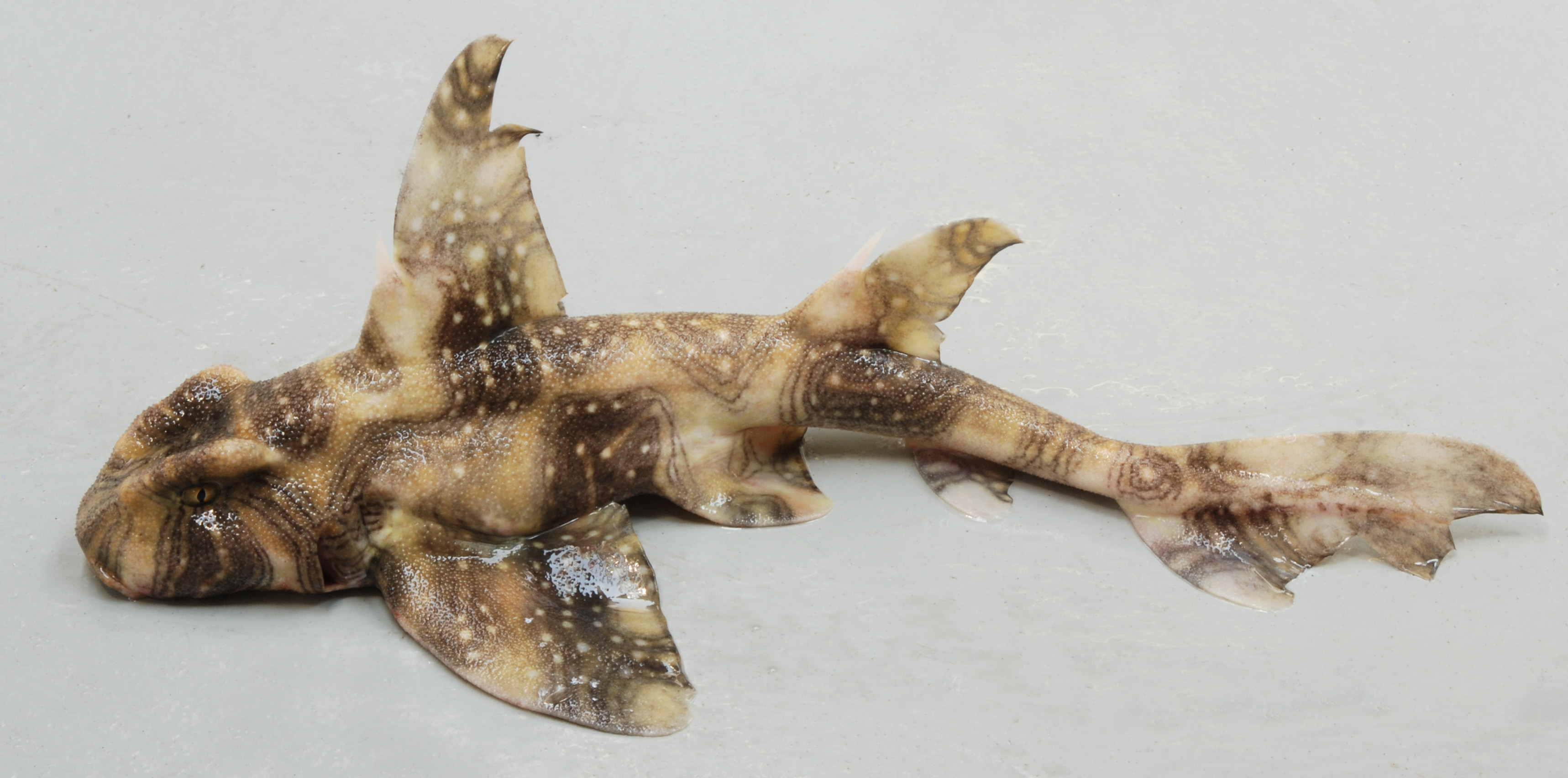 Heterodontus zebra (Heterodontus ramalheira) — Heterodontidae