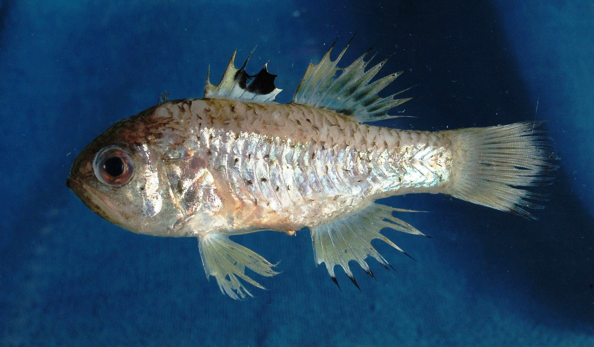 Queketts kardinaalbaars (Jaydia queketti) — Apogonidae
