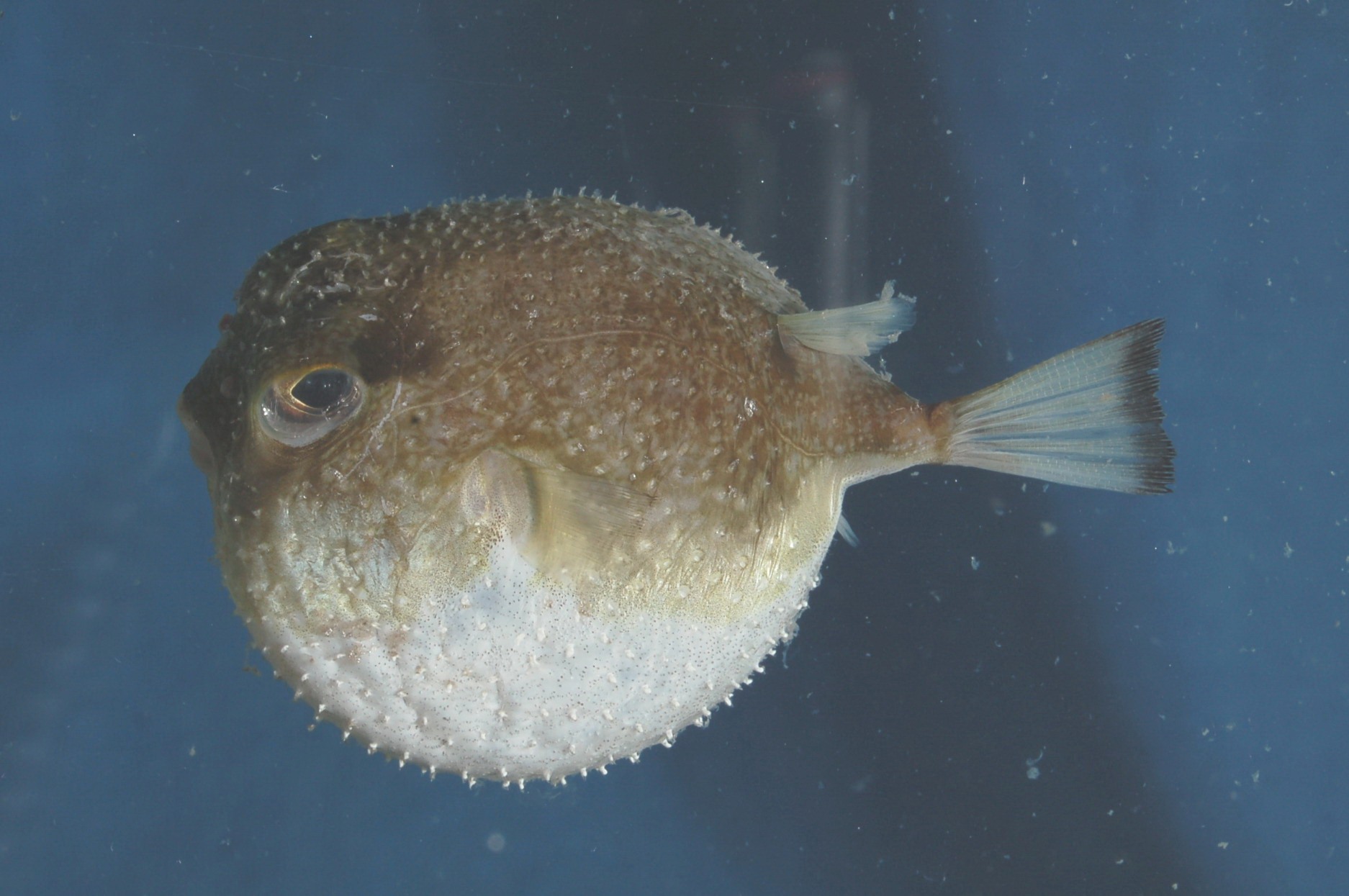 Spiny blaasop (Tylerius spinosissimus) — Tetraodontidae