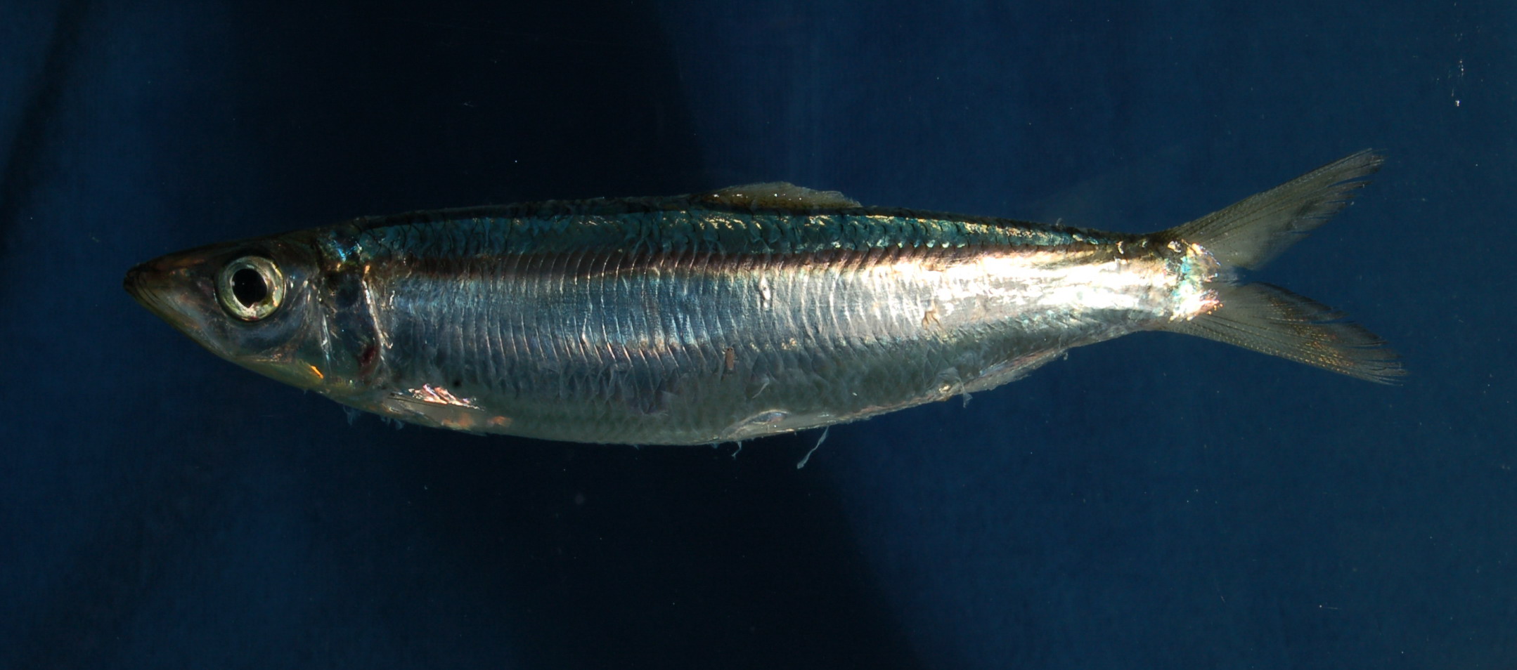 Hasselt's sprat (Dussumieria elopsoides) — Dussumieriidae — 4