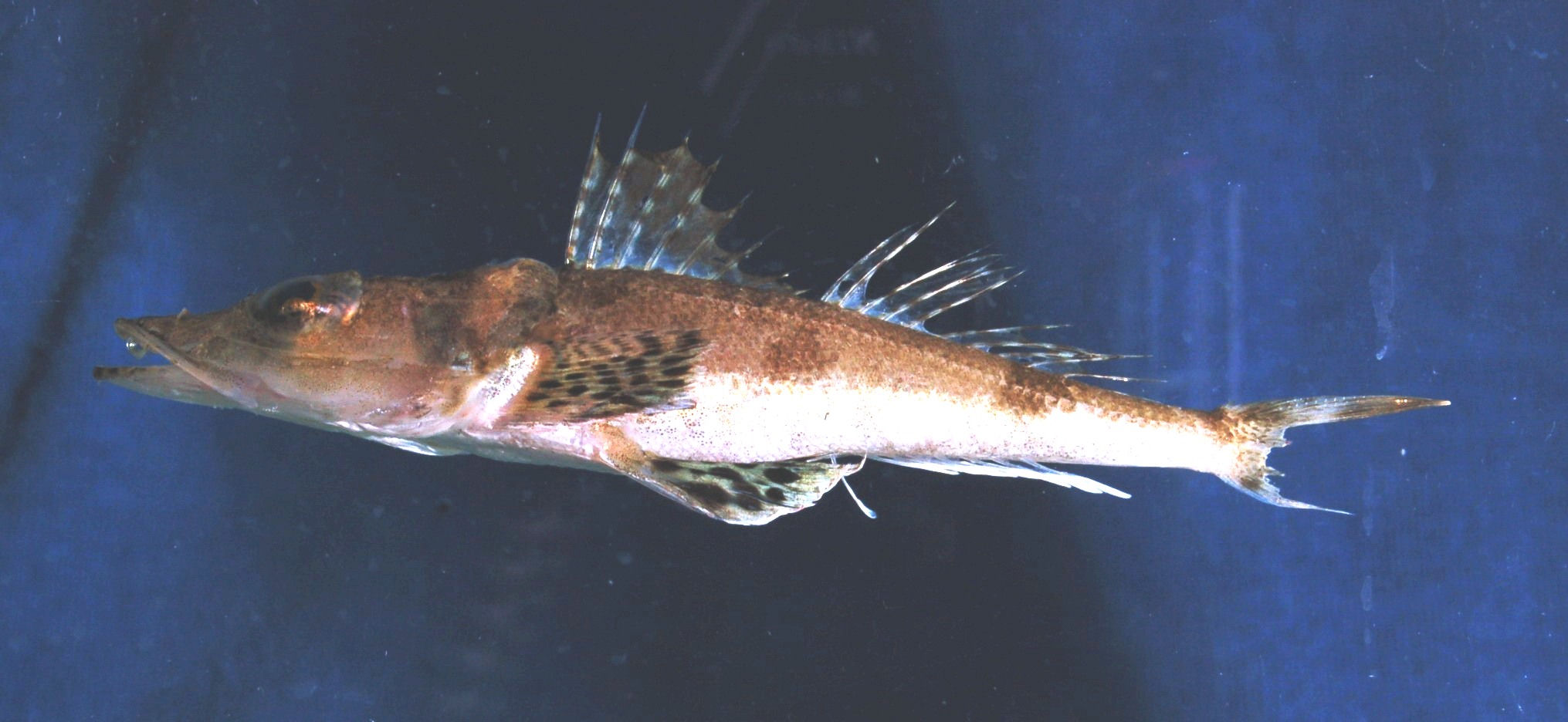 Sawtooth flathead (Rogadius pristiger) — Platycephalidae — 3