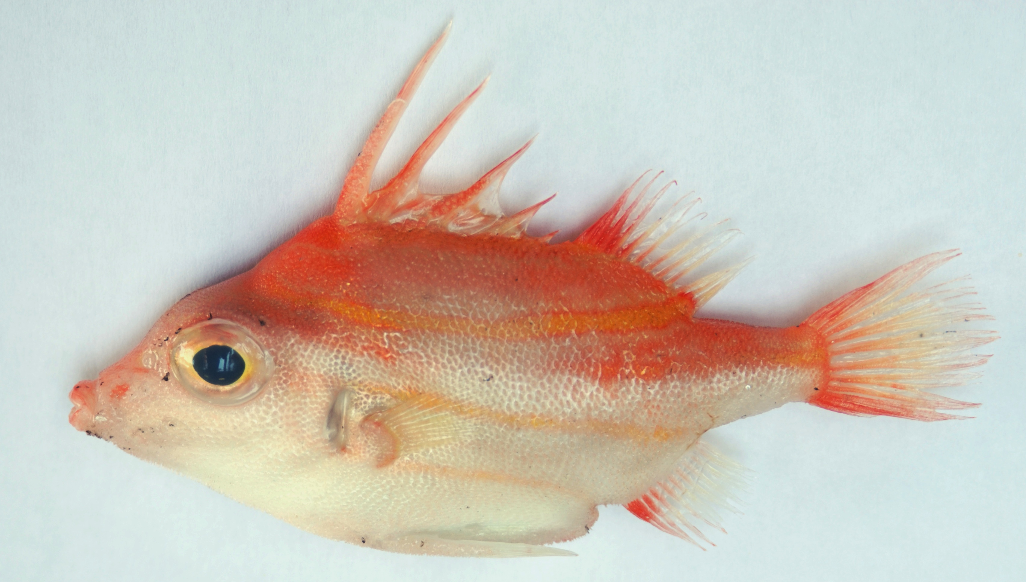 Shortsnout spikefish (Triacanthodes ethiops) — Triacanthodidae