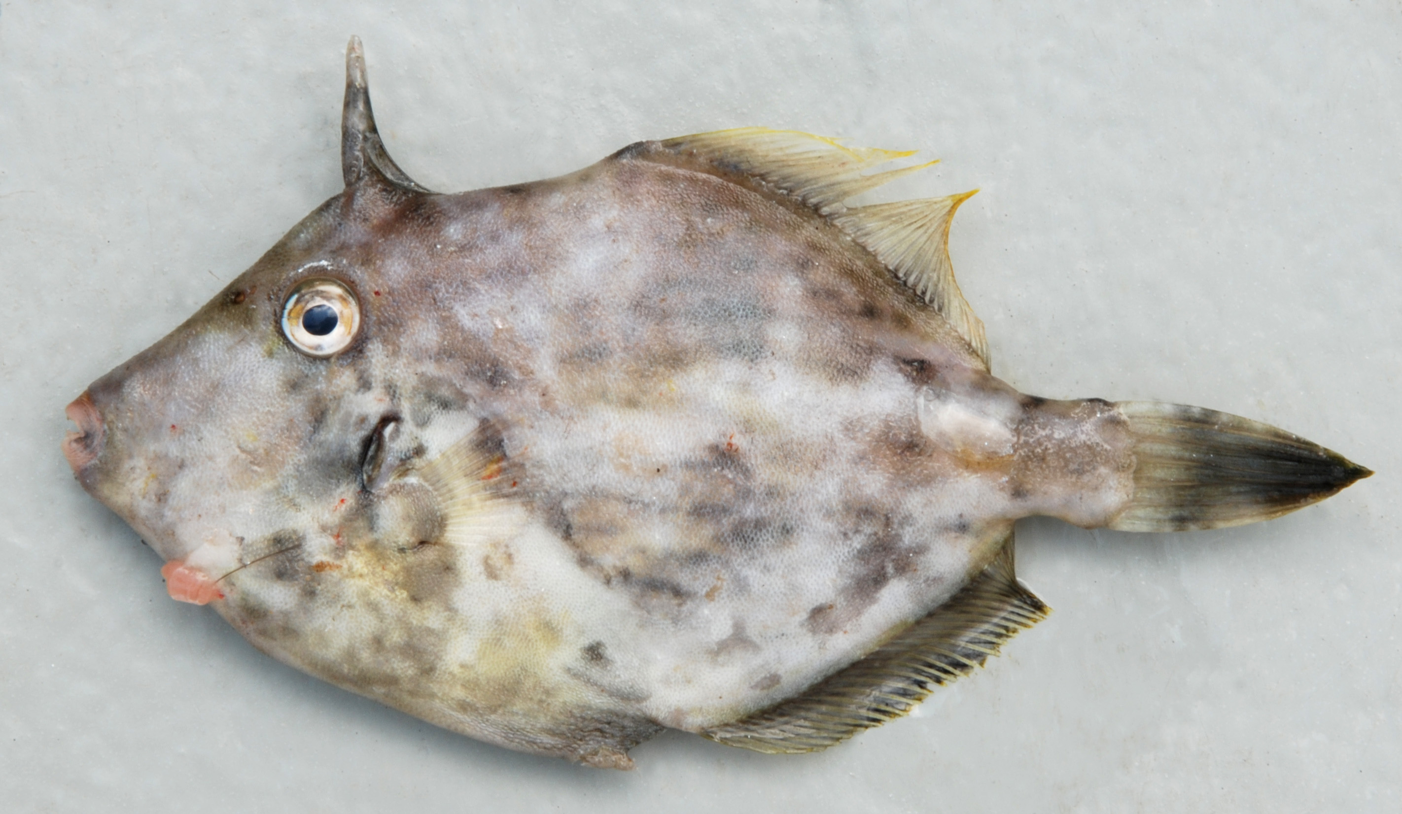 Golden filefish (Stephanolepis auratus) — Monacanthidae — 3