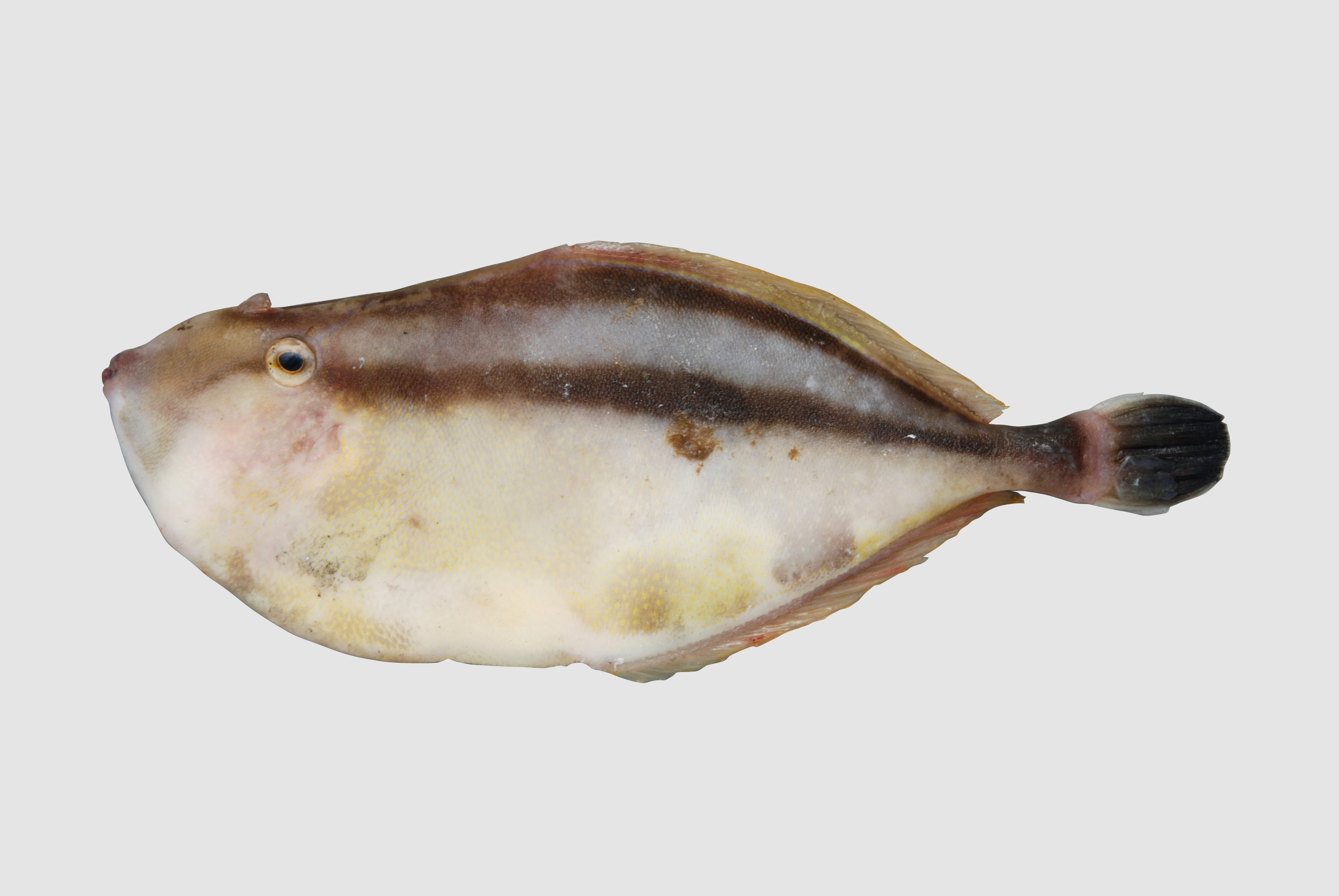 Leatherjacket (Pseudalutarius nasicornis) — Monacanthidae — 2