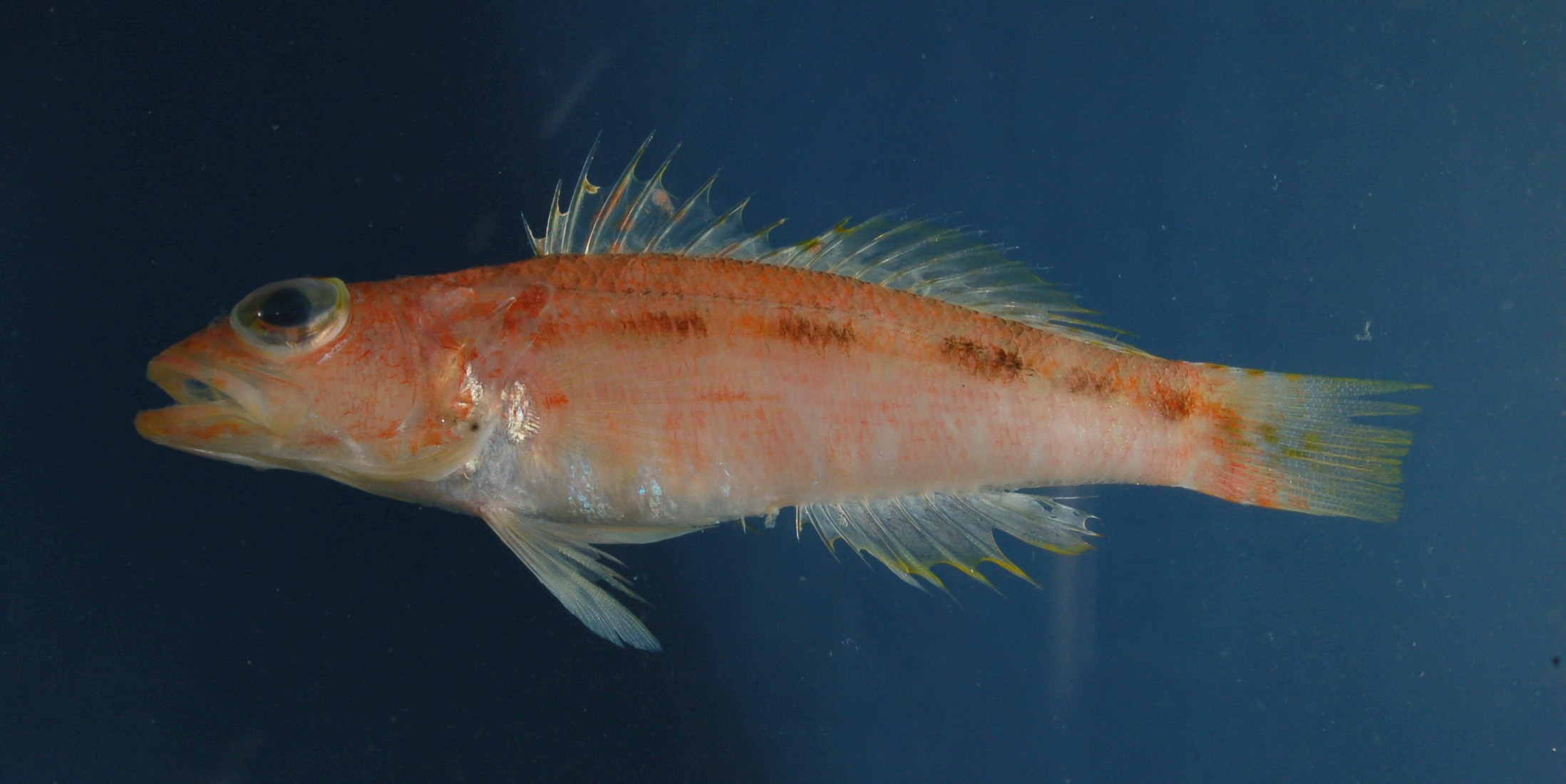 Investigator perchlet (Chelidoperca investigatoris) — Serranidae