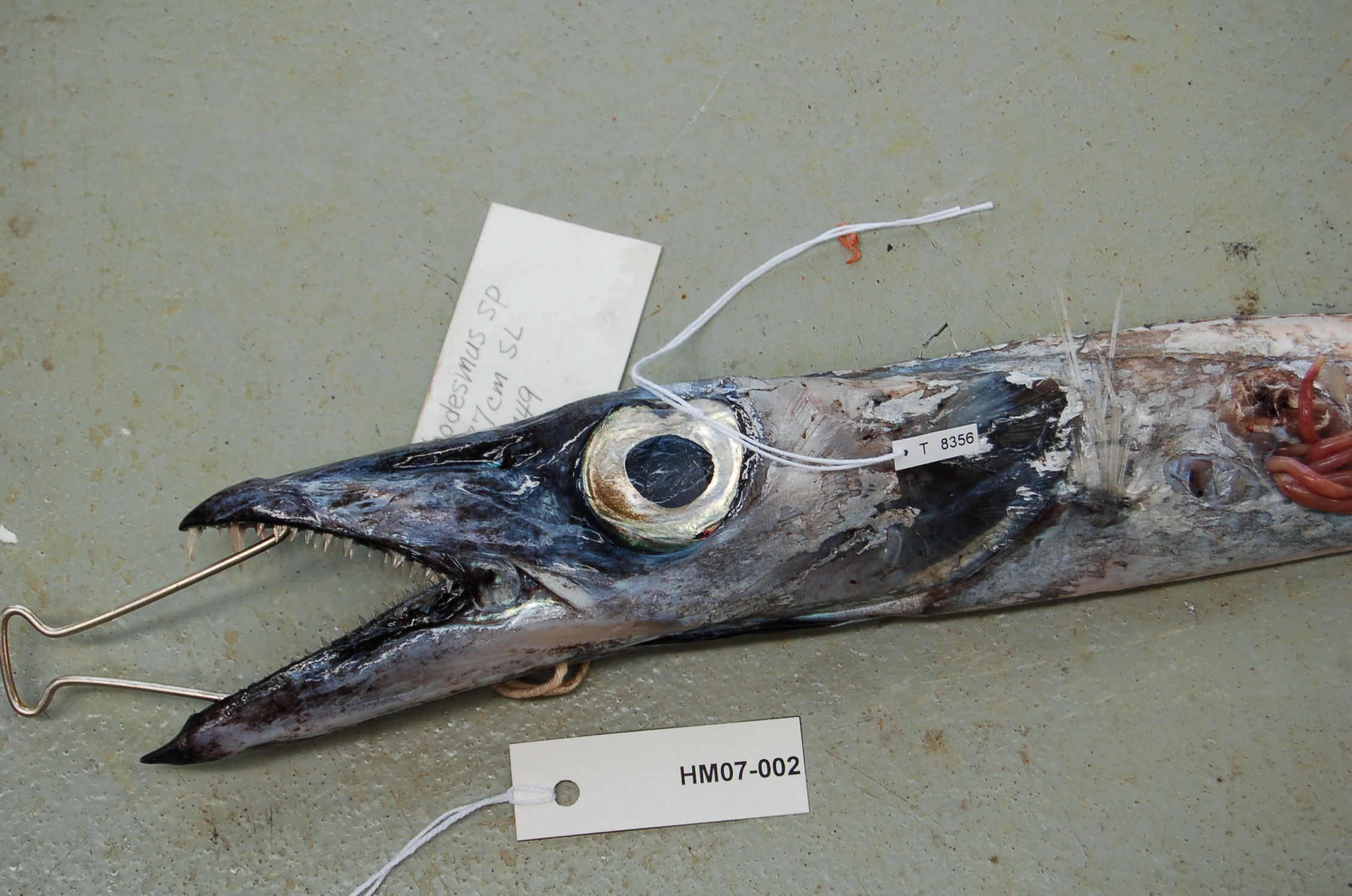 Bigeye scabbard fish (Benthodesmus elongatus) — Trichiuridae — 4