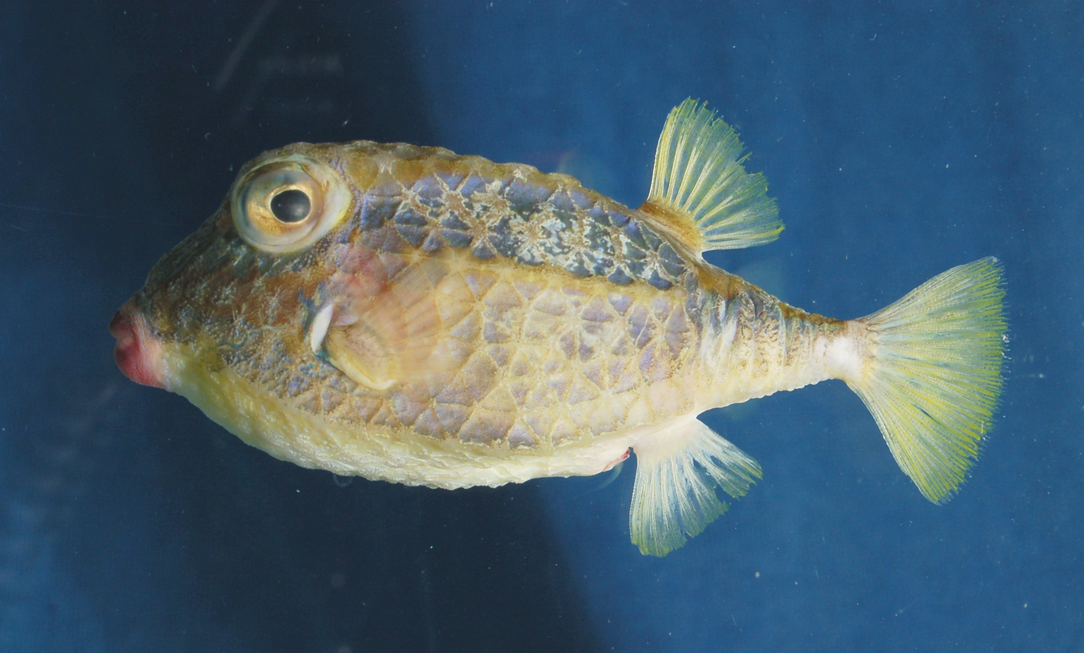 Deepwater basketfish (Kentrocapros rosapinto) — Aracanidae