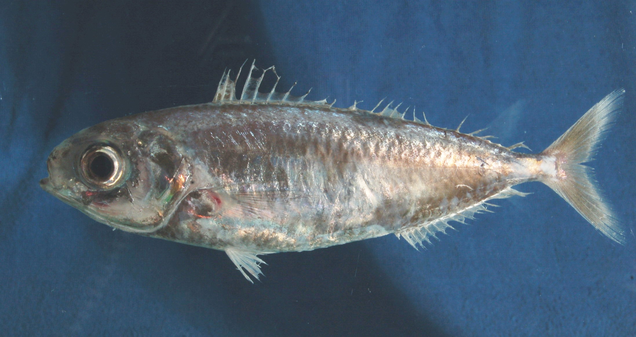 Brown driftfish (Ariomma melanum) — Ariommatidae — 5