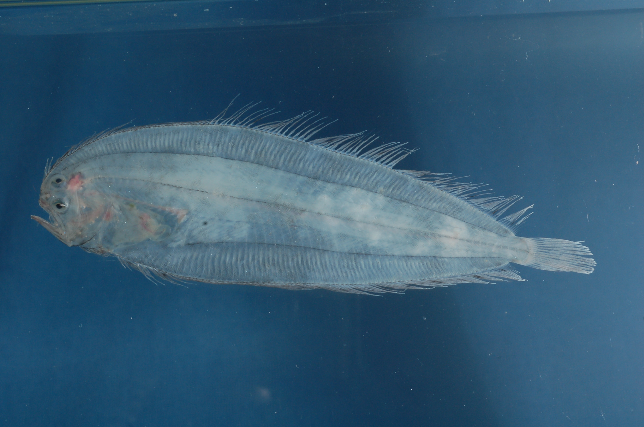 Pelican flounder (Chascanopsetta lugubris) — Bothidae — 4