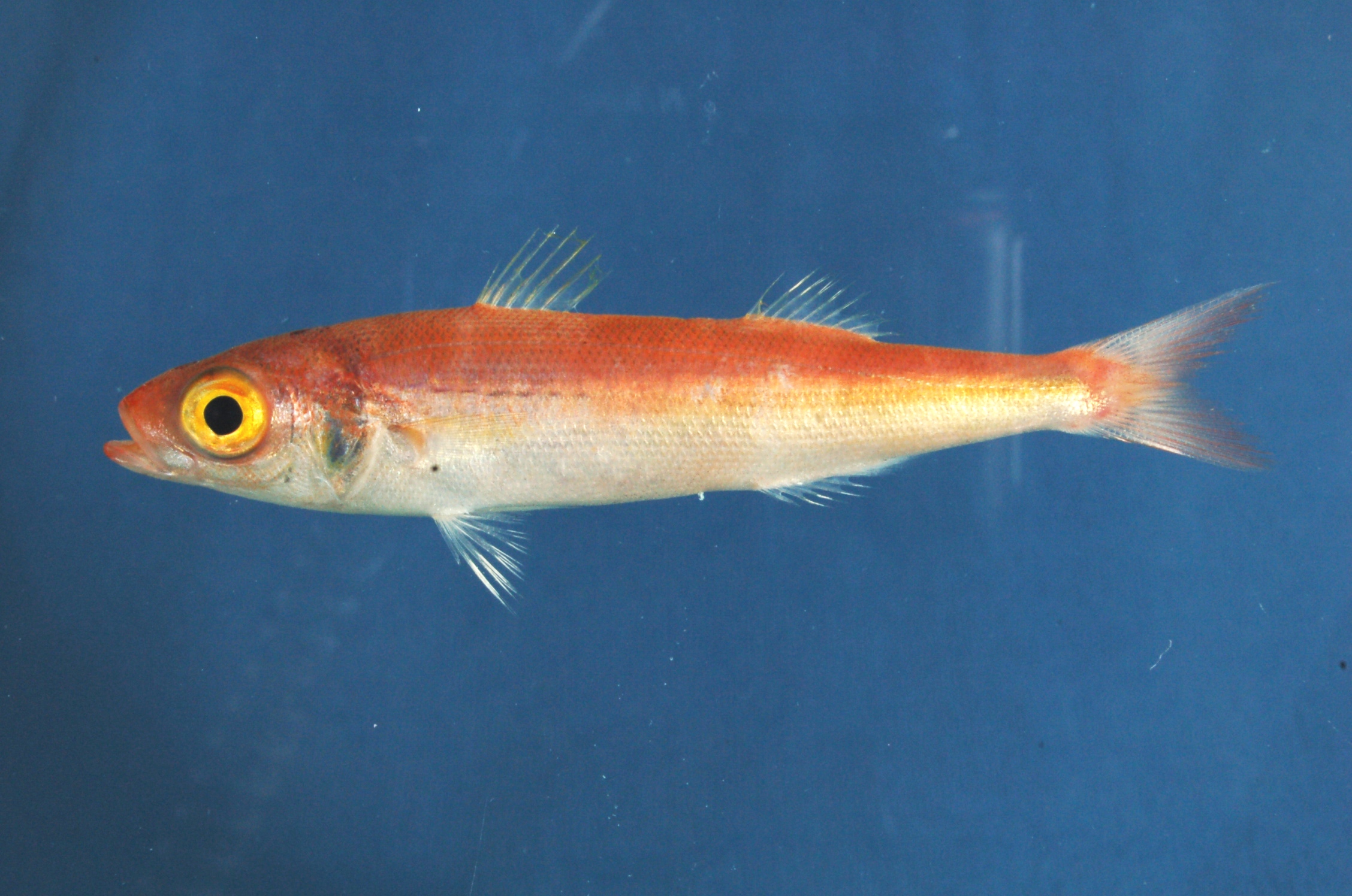 Red cover (Emmelichthys ruber) — Emmelichthyidae