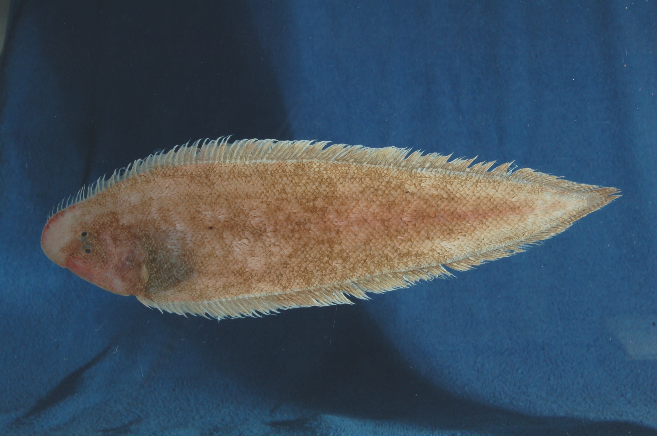 Zanzibar tonguesole (Cynoglossus zanzibarensis) — Cynoglossidae
