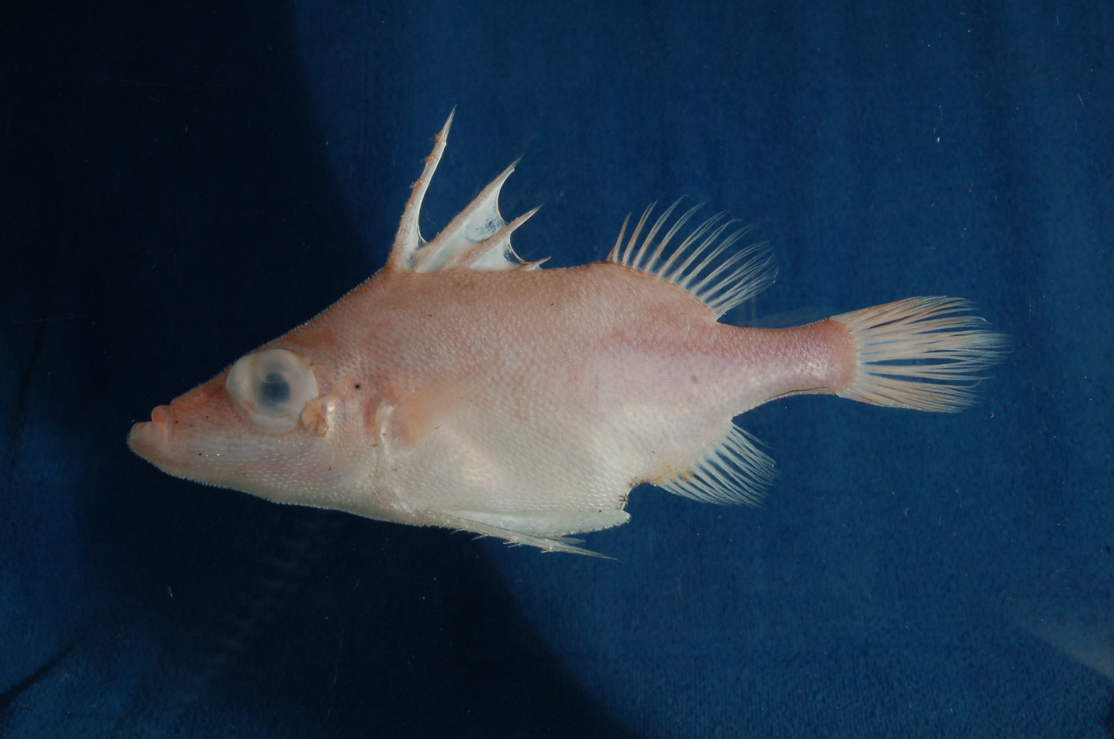 Deepsea spikefish (Tydemania navigatoris) — Triacanthodidae — 2