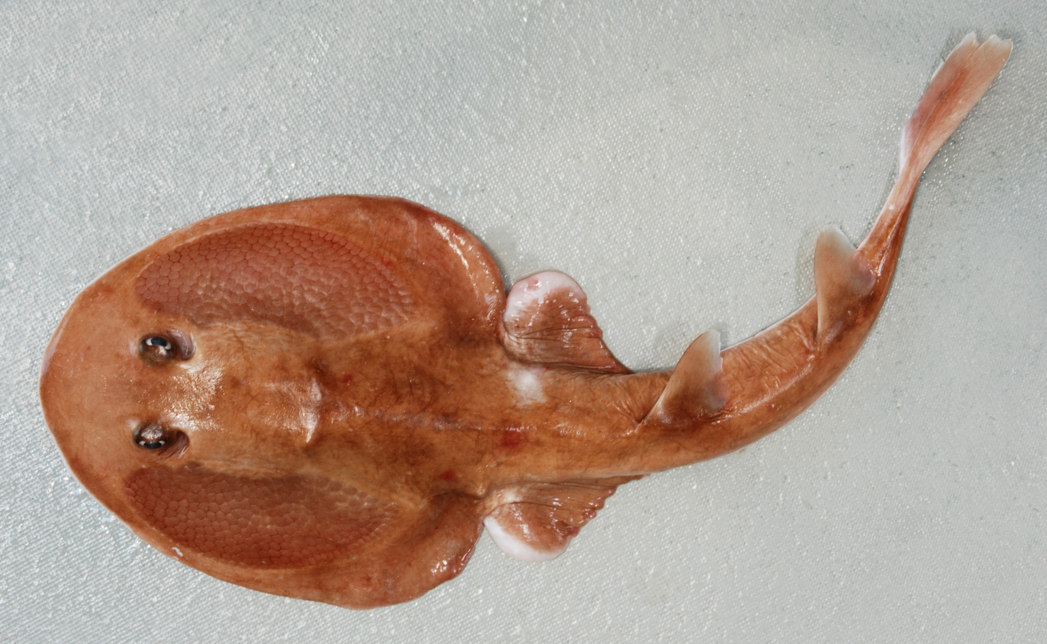 Mozambique electric ray (Narcine rierai) — Narcinidae