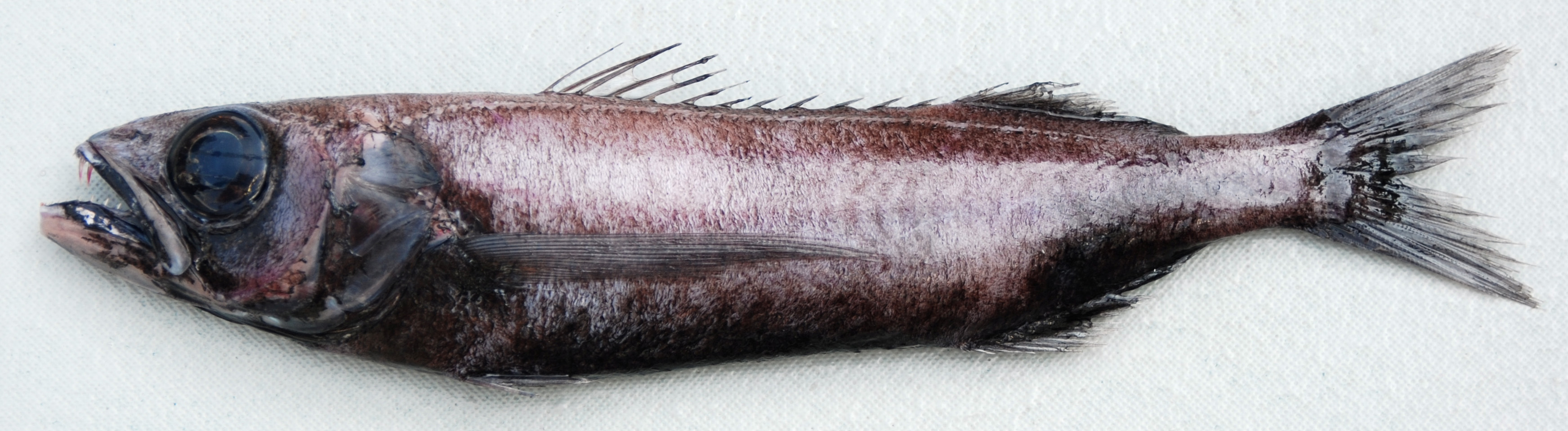 Black mackerel (Scombrolabrax heterolepis) — Scombrolabracidae