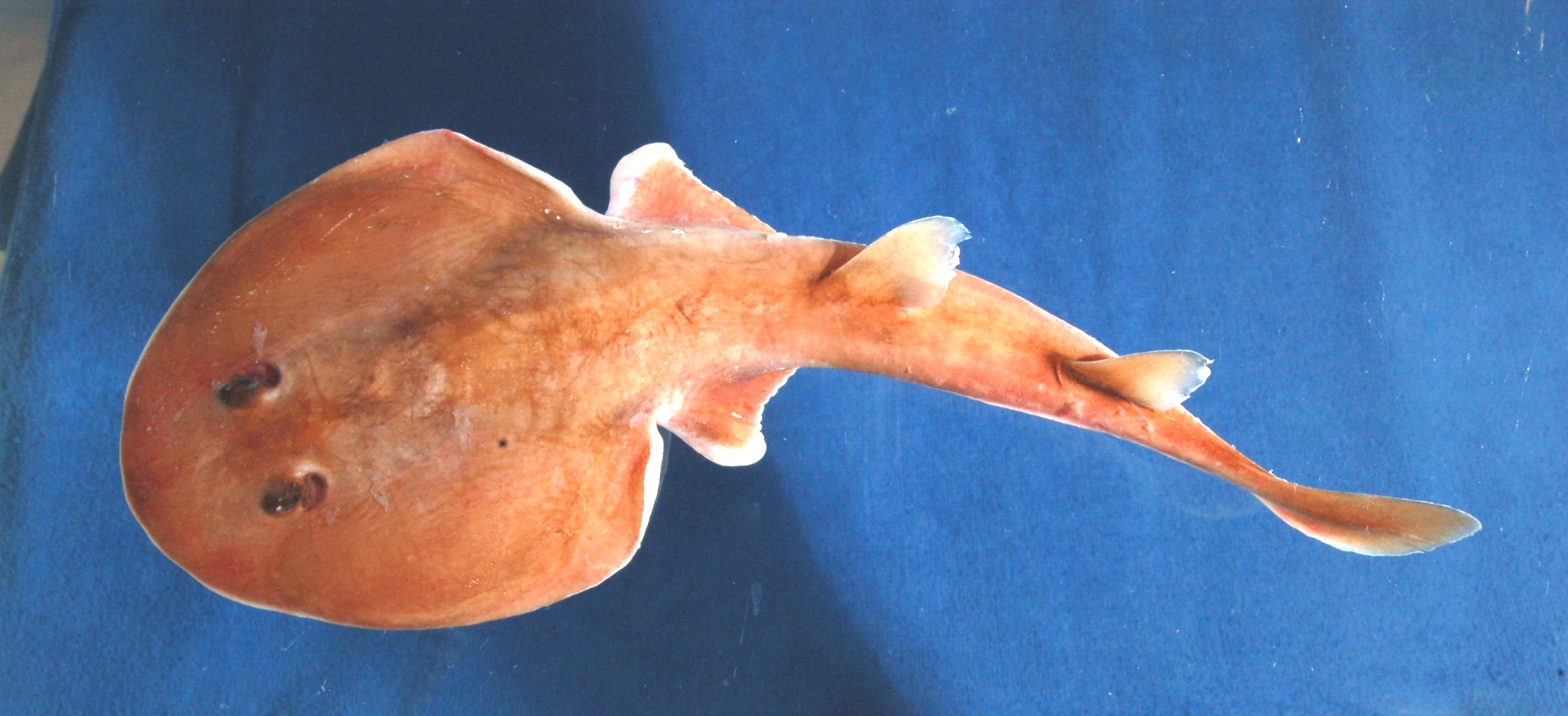 Mozambique electric ray (Narcine rierai) — Narcinidae — 2
