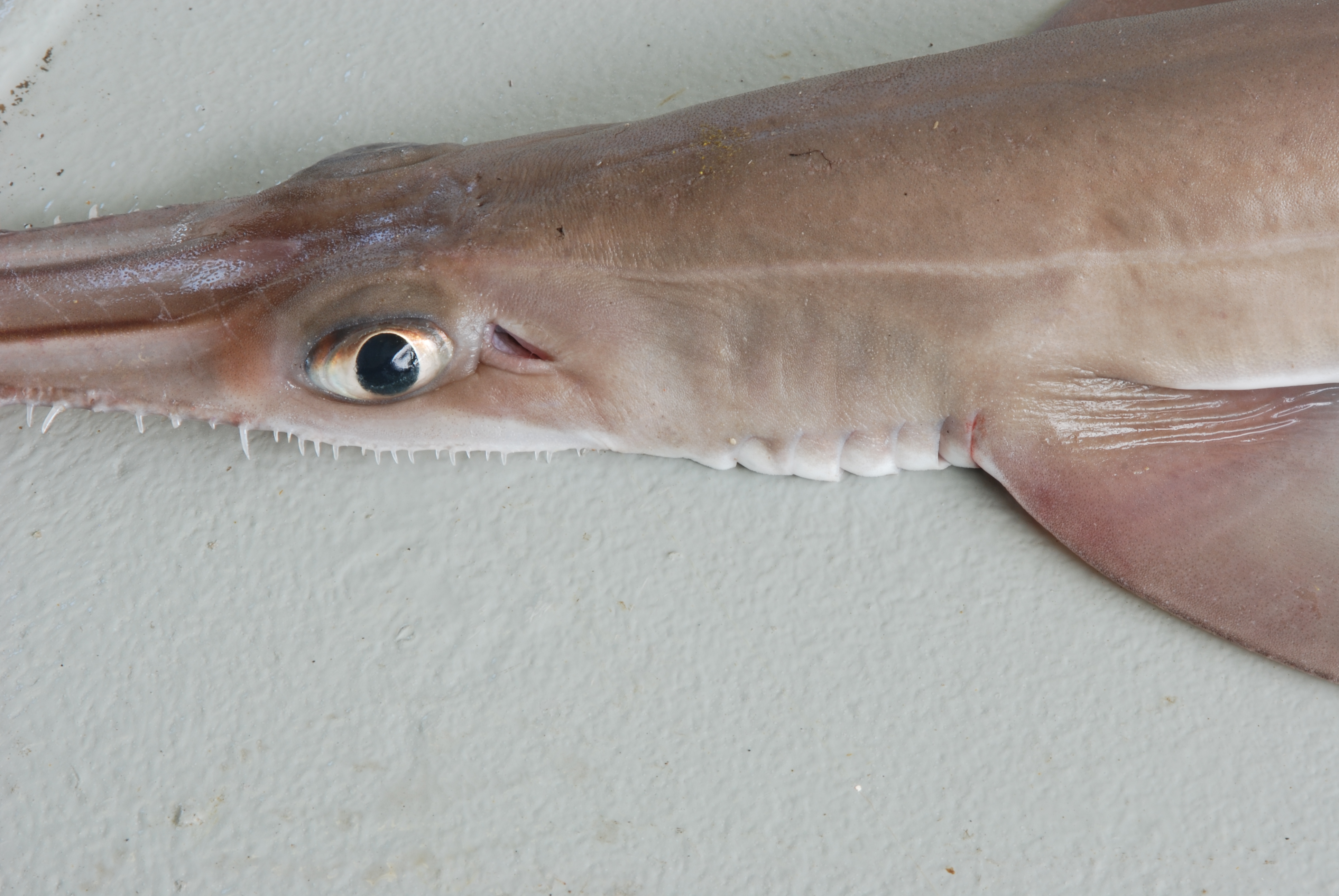 Sixgill sawshark (Pliotrema warreni) — Pristiophoridae — 4