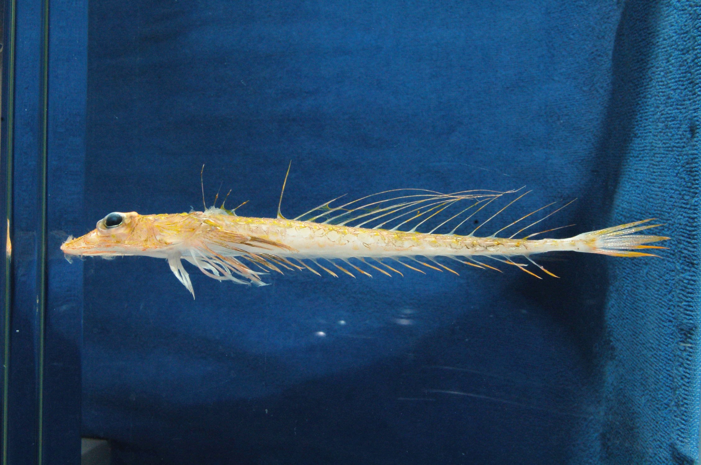 Hoplichthys acanthopleurus — Hoplichthyidae