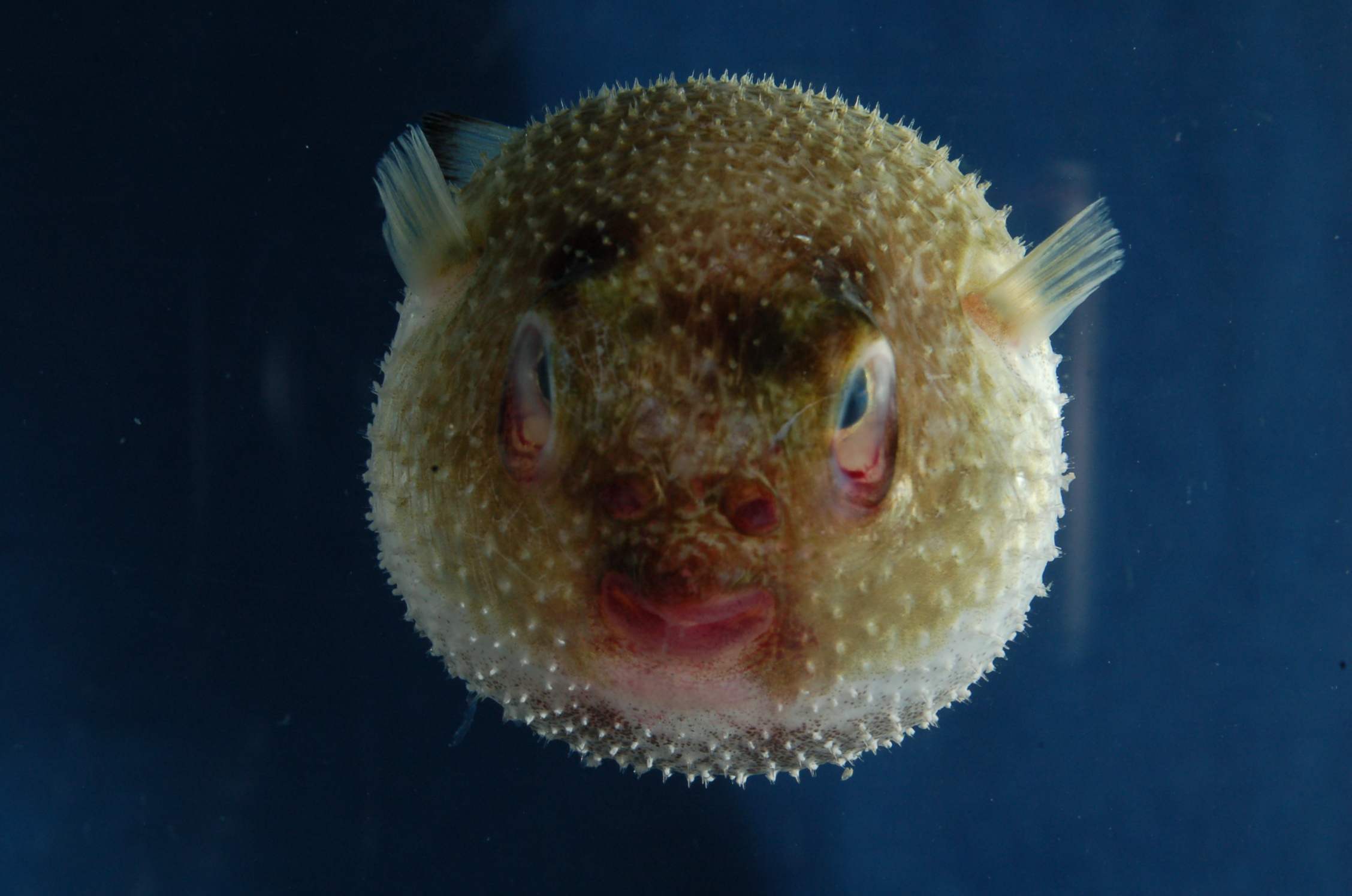 Spiny blaasop (Tylerius spinosissimus) — Tetraodontidae — 3
