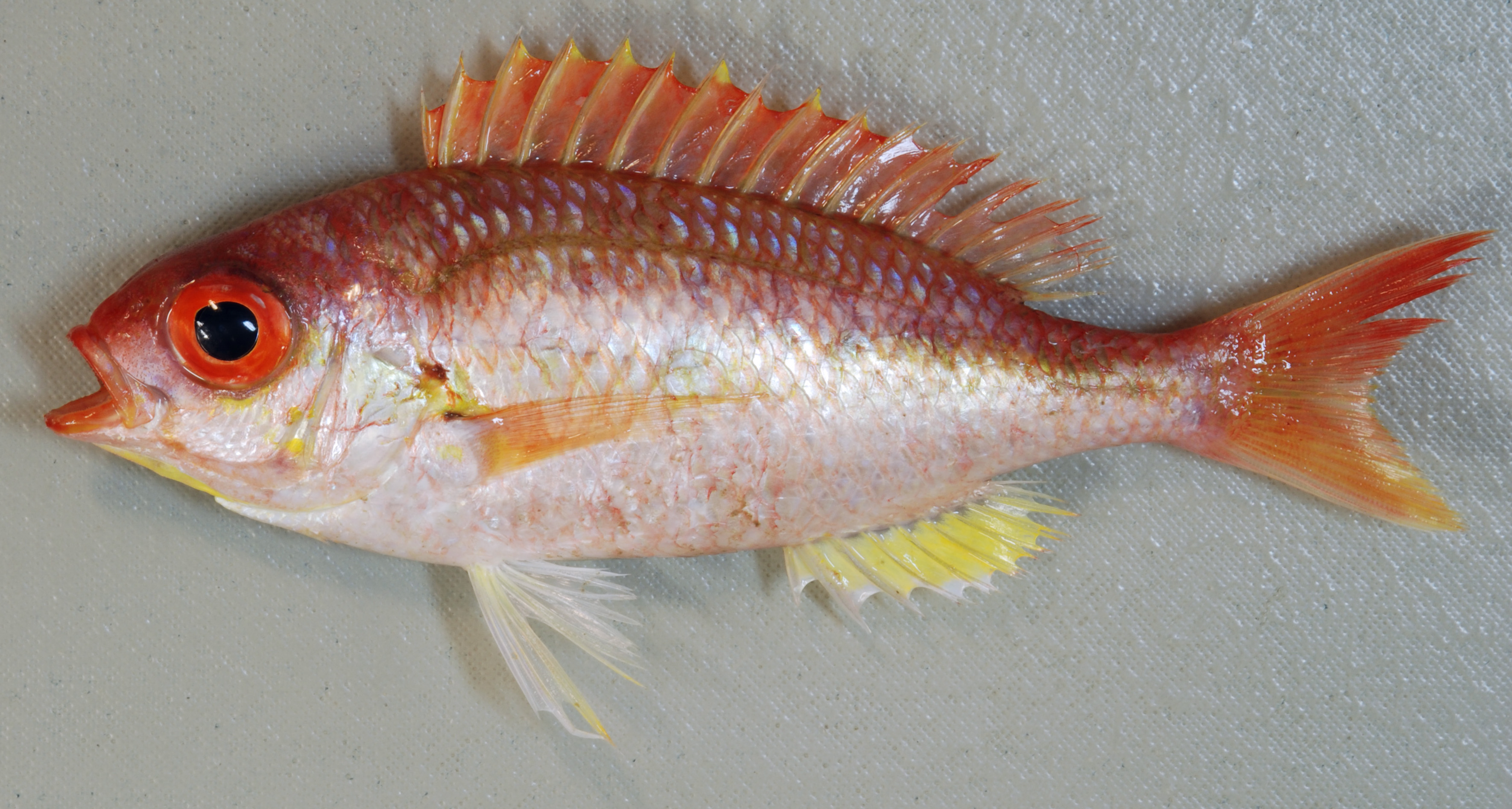 Collared monocle bream (Parascolopsis eriomma) — Nemipteridae — 3