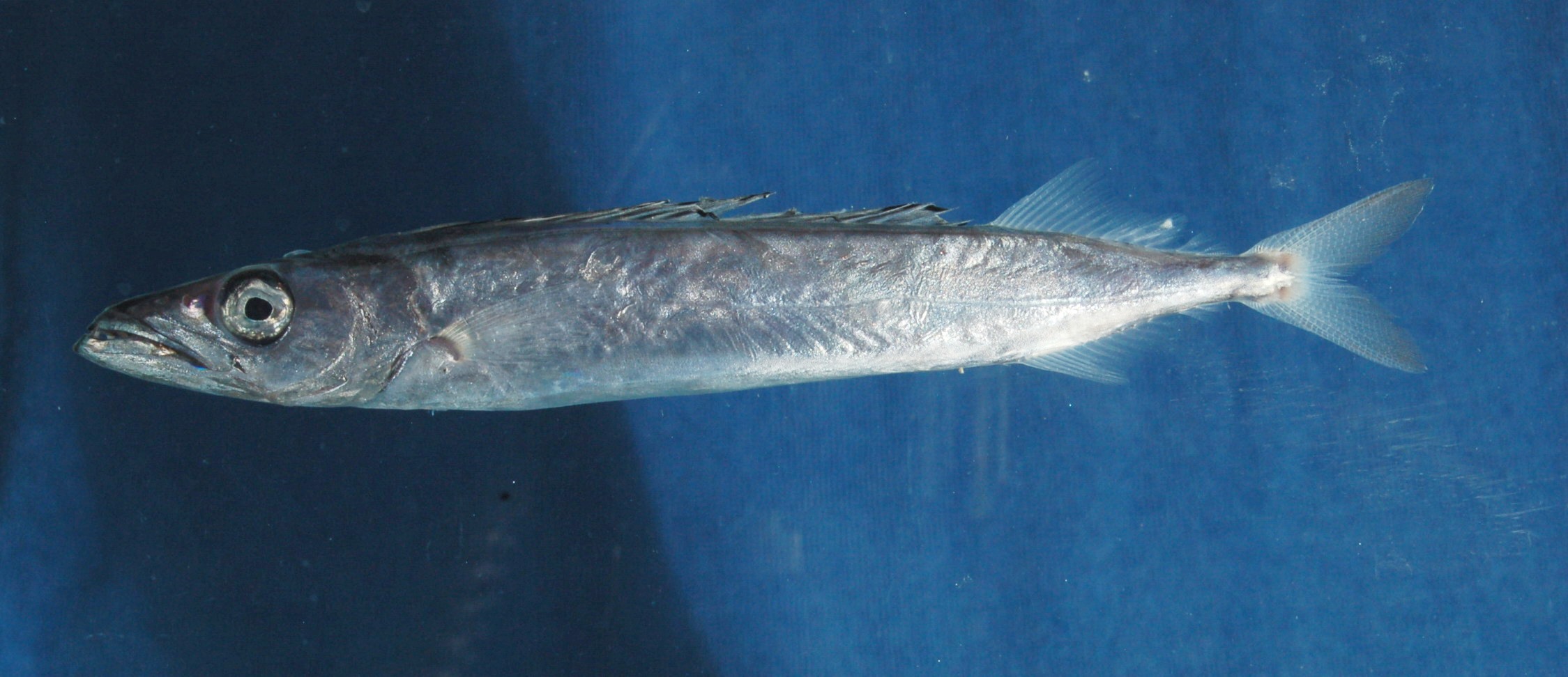Northern gemfish (Rexea prometheoides) — Gempylidae — 3