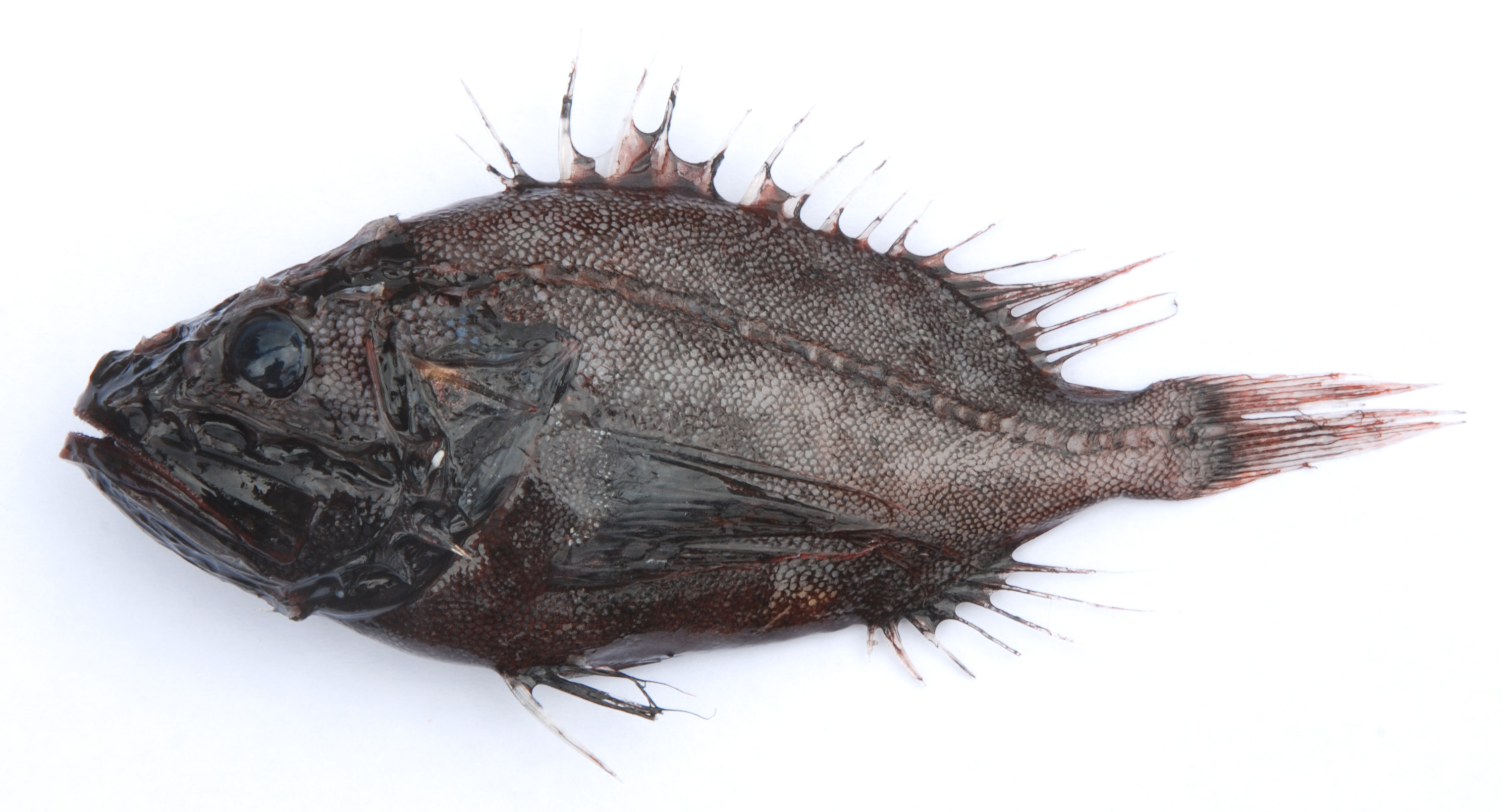Midwater scorpionfish (Ectreposebastes imus) — Setarchidae — 2