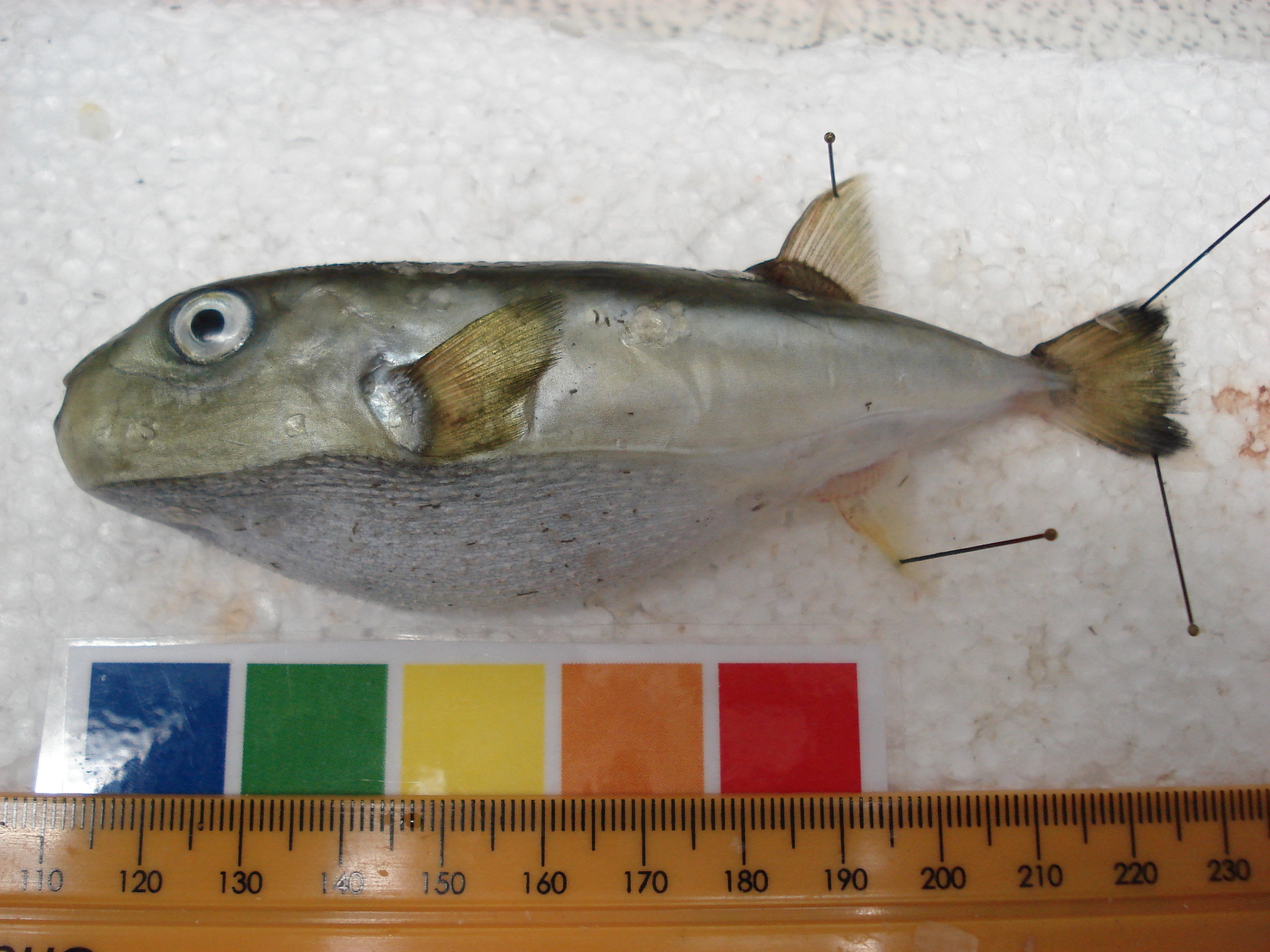 Ruitrug-kogelvis (Lagocephalus guentheri) — Tetraodontidae — 3