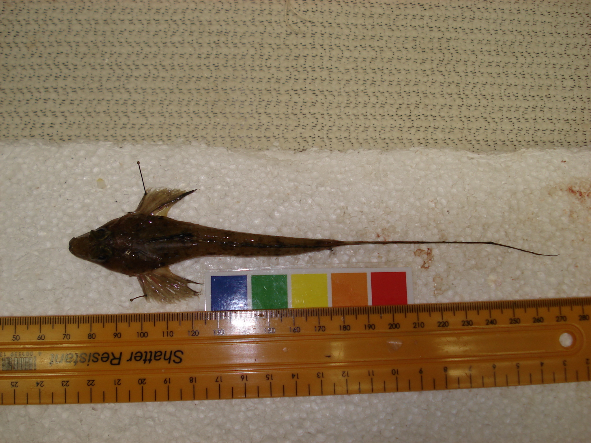 Indian Ocean longtail dragonet (Callionymus gardineri) — Callionymidae