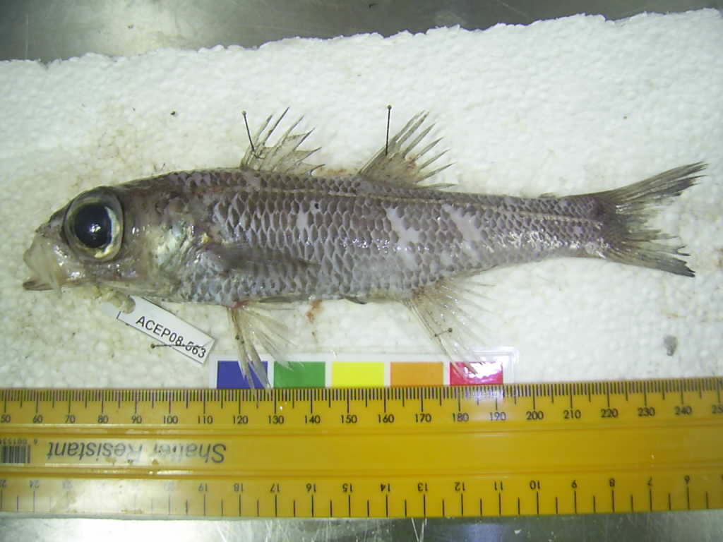 Bigeye cardinalfish (Epigonus pectinifer) — Epigonidae — 3