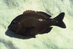 Janbruin seabream (Gymnocrotaphus curvidens) — Sparidae — 2