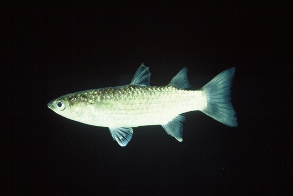 Otomebora mullet (Chelon melinopterus) — Mugilidae — 5