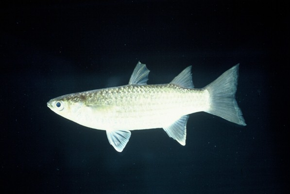 Otomebora mullet (Chelon melinopterus) — Mugilidae — 4