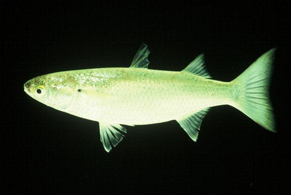 Robust mullet (Valamugil robustus) — Mugilidae — 4