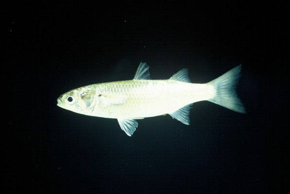 Robust mullet (Valamugil robustus) — Mugilidae — 3