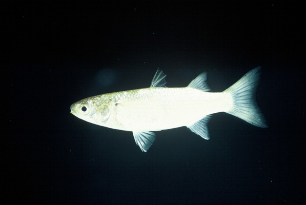 Robust mullet (Valamugil robustus) — Mugilidae — 2