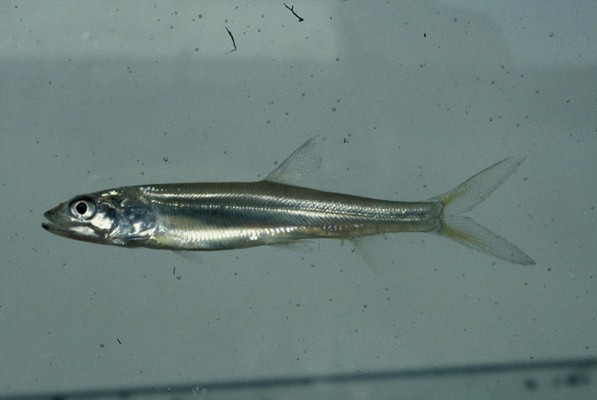 Australian giant herring (Elops machnata) — Elopidae — 3
