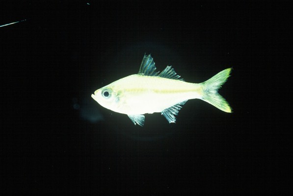 Bald glassy (Ambassis gymnocephalus) — Ambassidae